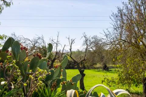 Prickly pear after a grass path with the sun hitting autumn Stock Photos