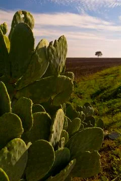 Prickly pear and distant view of a solitary tree, Puglia, Italy Foto stock