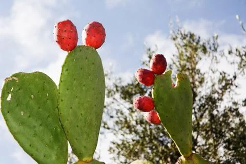Prickly pear in Apulia (Italy) Stock Photos