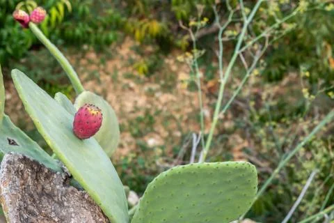 Prickly Pear Background Stock Photos