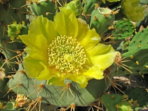 Prickly pear bloom Foto stock