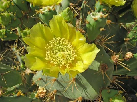 Prickly pear bloom Stock Photos