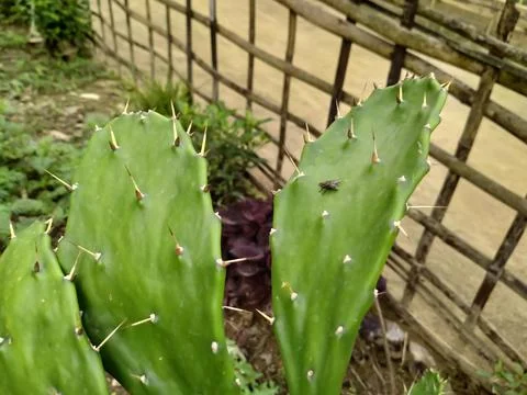 Prickly pear cacktus Stock Photos