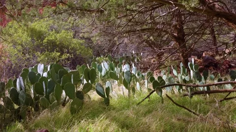 Prickly Pear Cacti Flourishing on Sandy Mounds of the Sand Bench Horse Trail, Zi Stock Footage 332017174