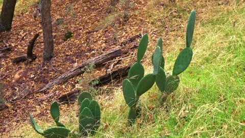 Prickly Pear Cacti Growing Along the Sand Bench Horse Trail in Zion National Par Video stock 332016889