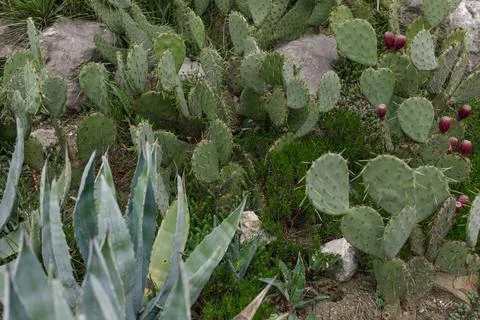 Prickly pear cacti in an open-air greenhouse Stock Photos