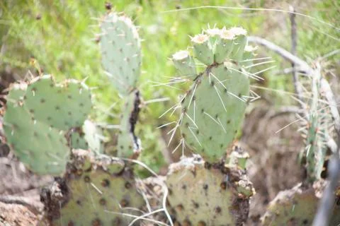 Prickly Pear Cacti Stock Photos