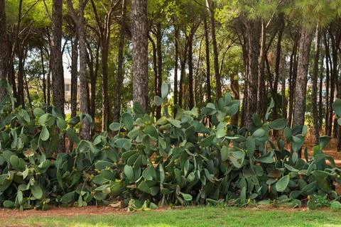 Prickly pear cactus and pine trees in forest Stock Photos