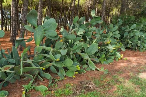 Prickly pear cactus and pine trees in forest Stock Photos