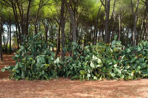 Prickly pear cactus and pine trees in forest Stock Photos