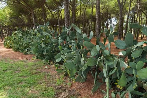 Prickly pear cactus and pine trees in forest Stock Photos