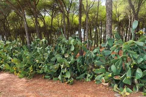 Prickly pear cactus and pine trees in forest Stock Photos