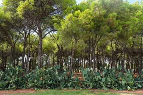 Prickly pear cactus and pine trees in forest Stock Photos