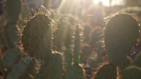 Prickly Pear Cactus in Arizona, Close Up Slider Stock Footage 72658404