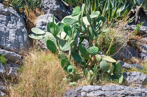 Prickly pear cactus between the rocks Stock Photos