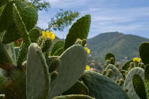 Prickly Pear Cactus in Bloom 스톡 사진