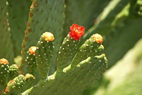 Prickly Pear Cactus Blooming Stock Photos
