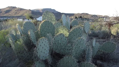 Prickly Pear Cactus Close Up and Desert Canyon Landscape Northern Arizona 스톡 동영상 81263462