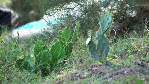 Prickly Pear Cactus Close Up in Arid Desert Landscape at Golden Hour. Stock Footage 331032091