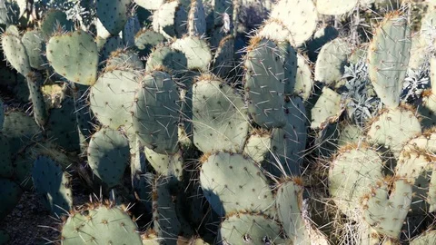 Prickly Pear Cactus Up Close in Arizona Desert Stock Footage 102646004