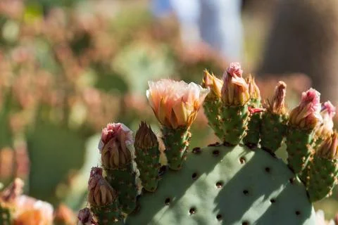 Prickly Pear Cactus Close-Up Featuring Blooming Desert Flowers Stock-Fotos