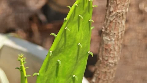 Prickly pear cactus, close up. Stock Footage 306942389
