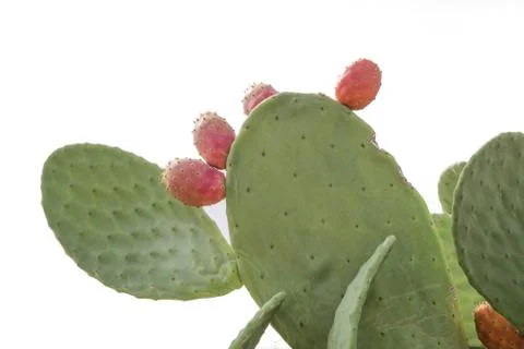 Prickly pear cactus close up with fruit 写真素材