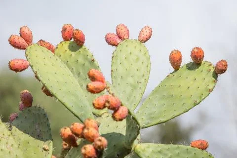 Prickly pear cactus close up with fruit Stock Photos