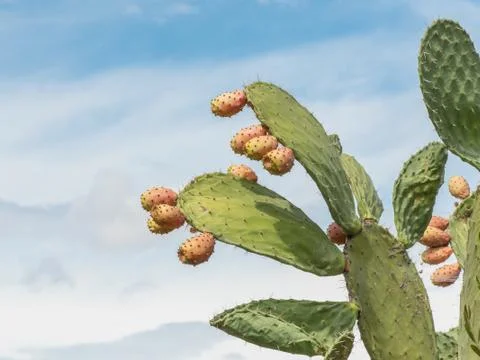 Prickly pear cactus close up with fruit Stock Photos