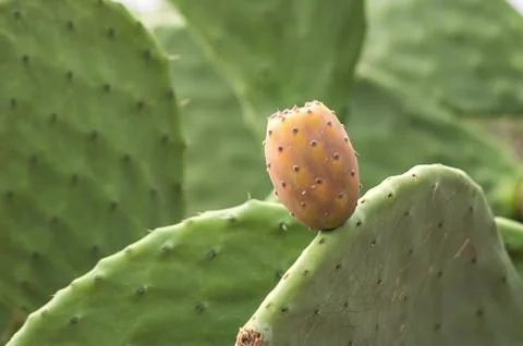 Prickly pear cactus close up with fruit Stock Photos