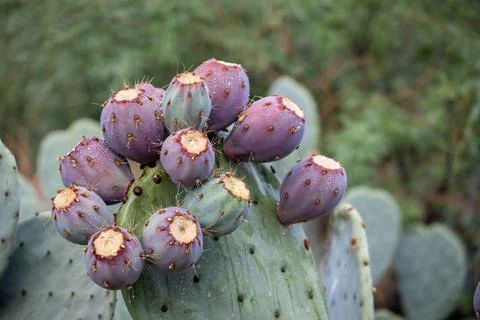 Prickly pear cactus close up with fruit in red color, cactus spines. Stock Photos