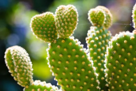 Prickly Pear Cactus Close up Foto stock