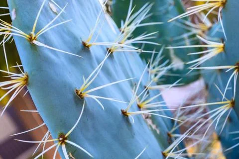 Prickly Pear Cactus Close up. Stock Photos