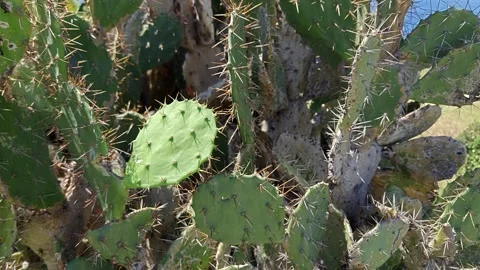 Prickly Pear Cactus Close Up with Sharp Spines and Green Pads Stock Footage 333659170
