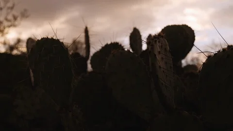 Prickly Pear Cactus at Dawn Stock Footage 111344867