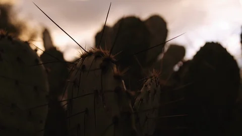 Prickly Pear Cactus at Dawn Stock Footage 111345643