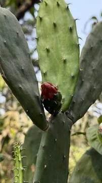 Prickly Pear Cactus with Developing Red Fruit Bud on Pad Foto stock