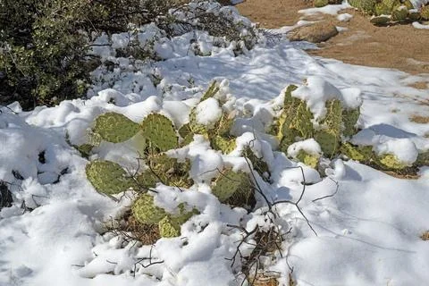 Prickly Pear Cactus Enduring a Spring Snow Stockfoto's