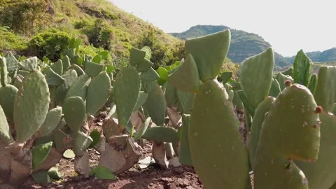 Prickly Pear Cactus Field Growing on Dry Mountain Terrain Under Bright Sunlight Stock Footage 345053402