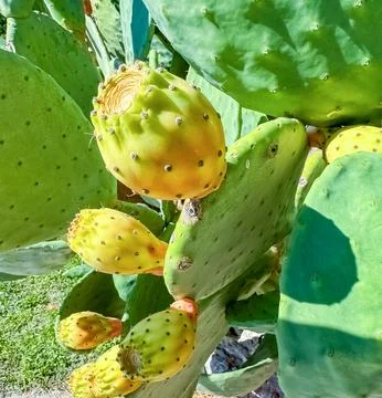 Prickly pear, cactus fig called also Opuntia, growing near to the sea Stock Photos