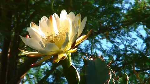 PRICKLY PEAR CACTUS FLOWER 스톡 동영상 170957832