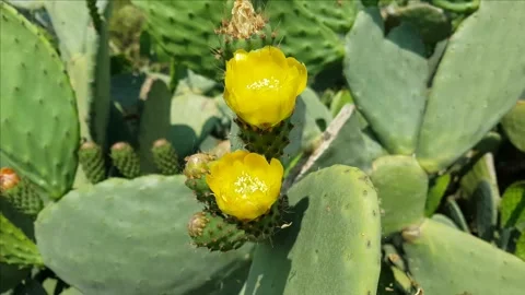 Prickly pear cactus flowers close up Stock Footage 132260461