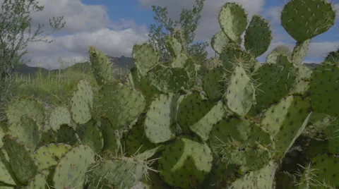 Prickly Pear Cactus Stock Footage 60758865