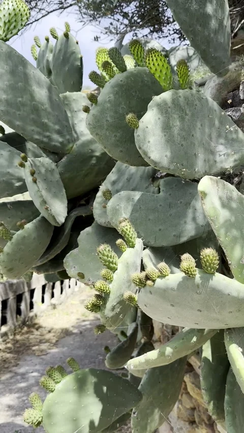 Prickly Pear Cactus with Fresh Green Pads in Mediterranean Sunlight Stock Footage 336964928