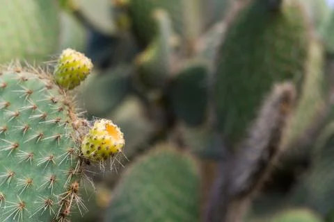 Prickly pear cactus fruit, also called tuna or nopal fruit. Stock Photos