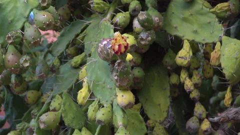 Prickly pear cactus with fruit Video stock 143660264