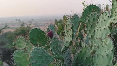 Prickly Pear Cactus Fruit Growing on Thorny Pads Stock Footage 327982335
