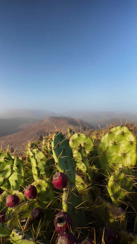 Prickly pear cactus fruit on a mountain summit in Canary Islands Video stock 331080110