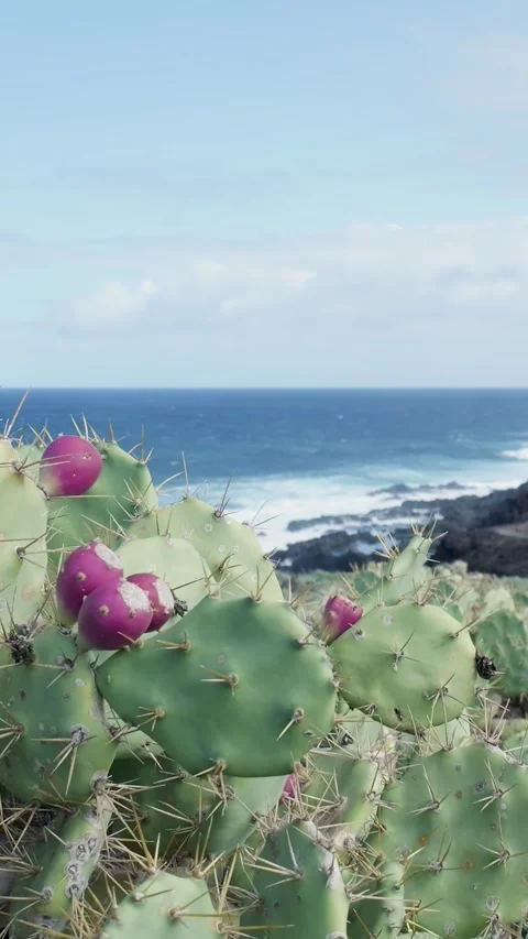 Prickly pear cactus with fruit overlooking the ocean waves Stock Footage 329865939
