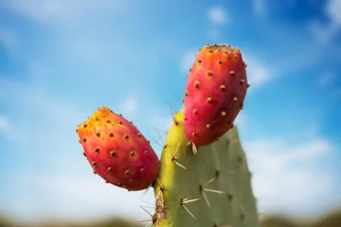 Prickly pear cactus with fruit Stock Photos